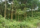 Xã Xuân Thắng triển khai công tác kiểm tra an ninh rừng những tháng cuối năm 2021.