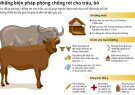 Một số biện pháp kỹ thuật nhằm phòng chống đói, rét cho trâu bò vụ Đông Xuân năm 2023- 2024 